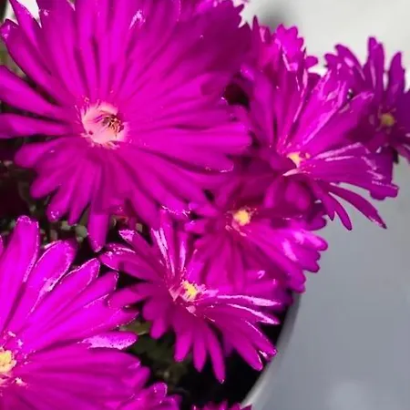 Citroom - Casa de hóspedes Olbia