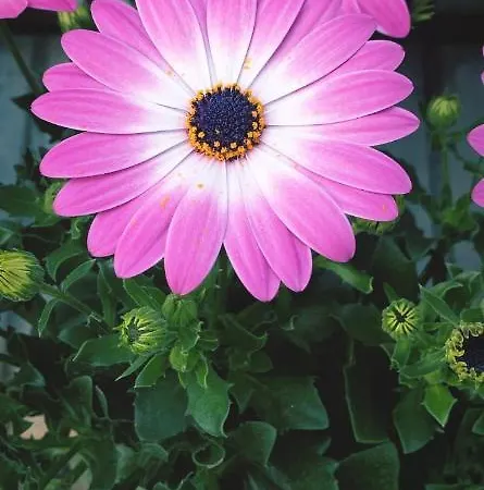 Casa de hóspedes Citroom - 3*