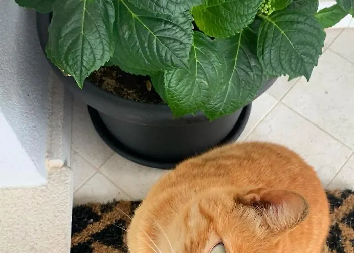 Citroom - Pensión 3*