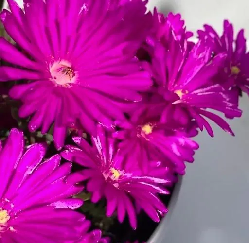 Citroom - Pensión Olbia