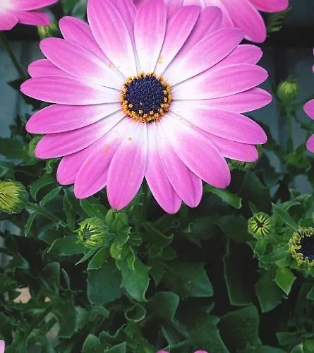 Pensión Citroom - 3*